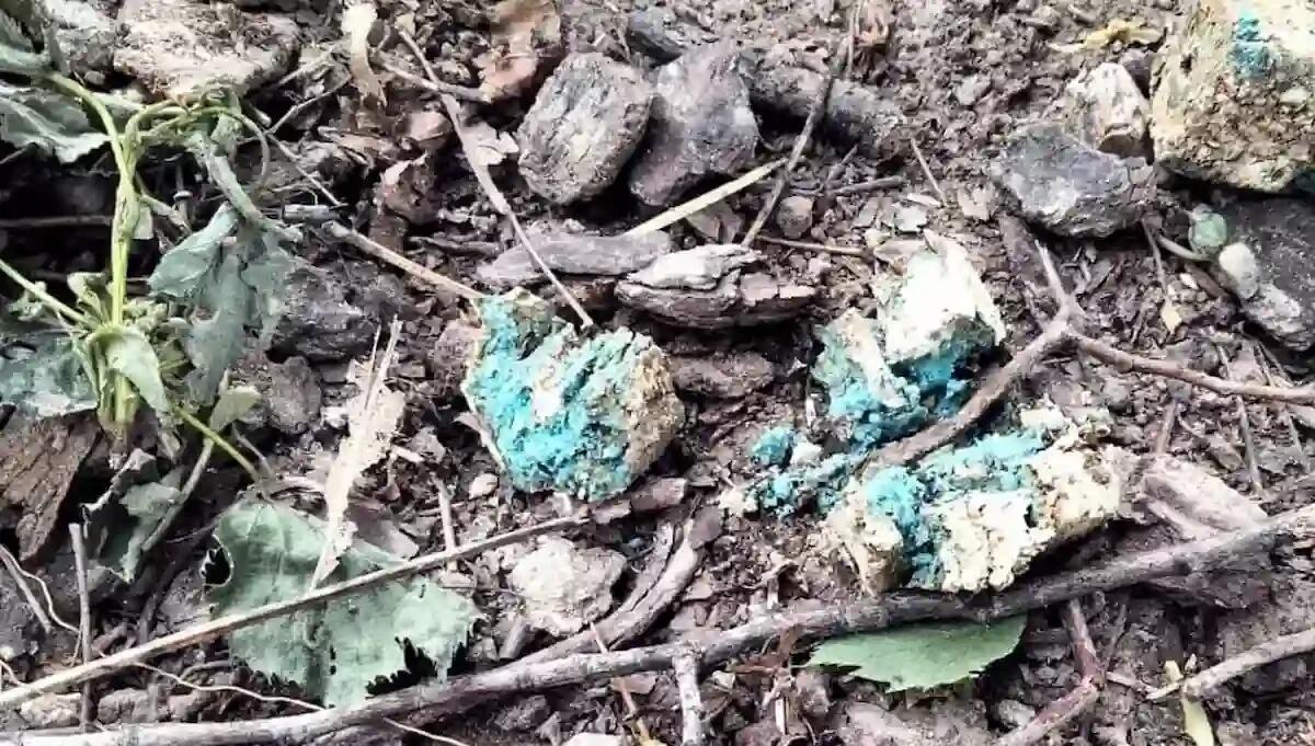 Trovati bocconi avvelenati al parco Raffaelli di Rovereto: interviene l'Enpa - 