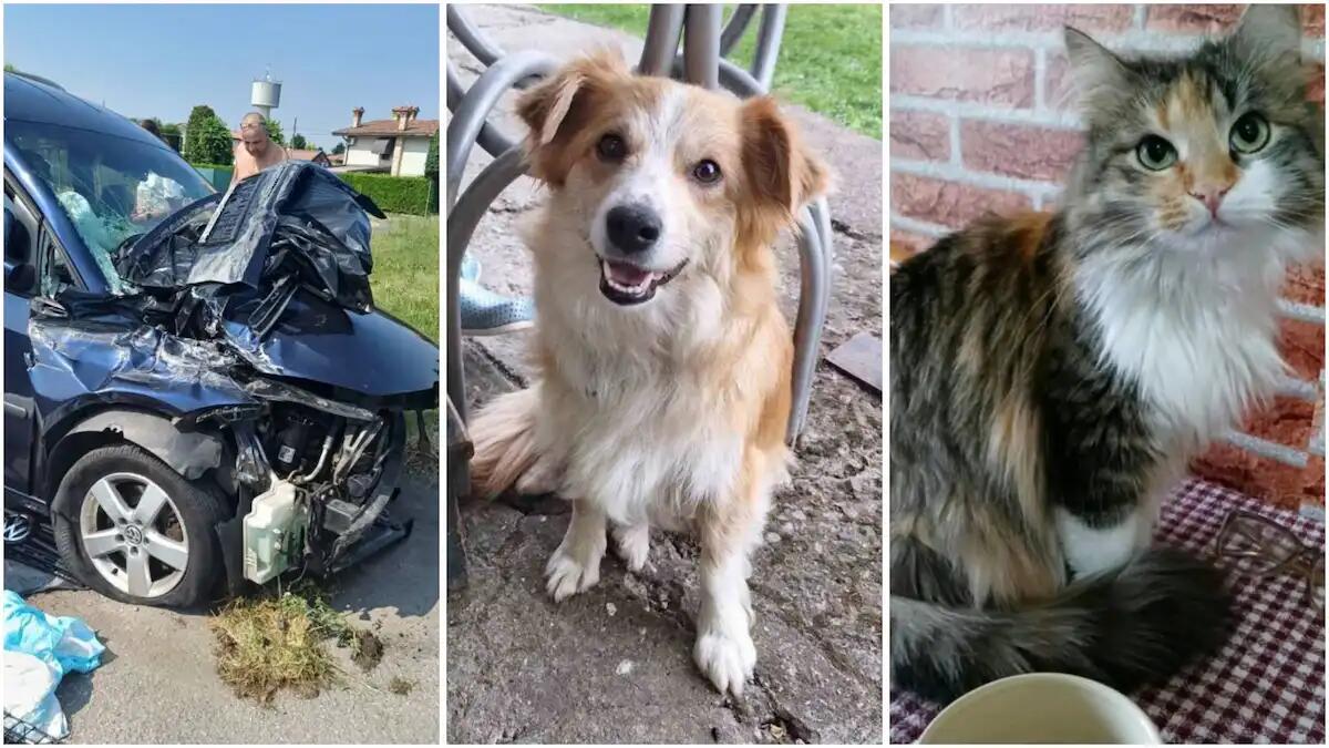 Veicolo carico di animali da adottare si schianta sull'A4: cani e gatti fuggiti. L'appello: "Aiutateci". - 