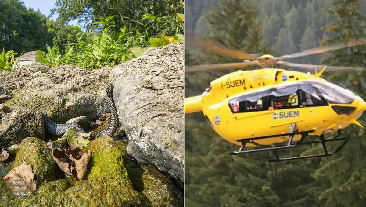 Turista tedesco morso da una vipera nell'area camper: 33enne all'ospedale in elicottero - 