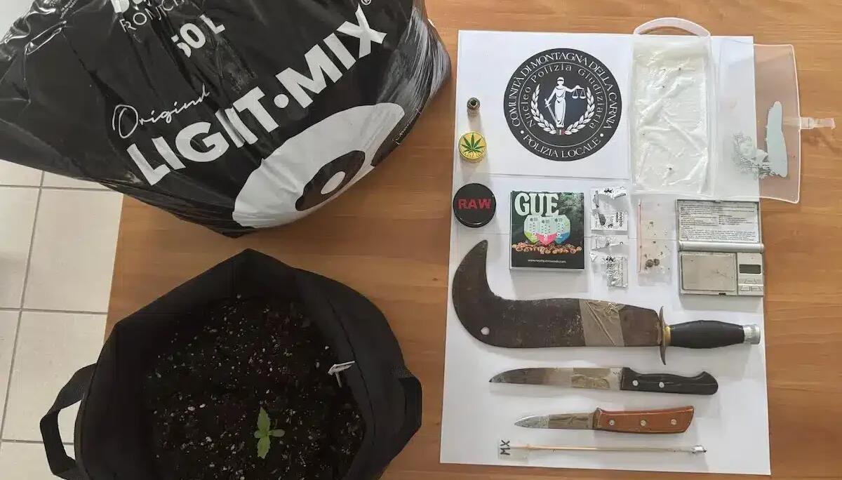 Coltivavano marijuana nel bosco a Villa Santina: nei guai due giovani, uno è minorenne - 