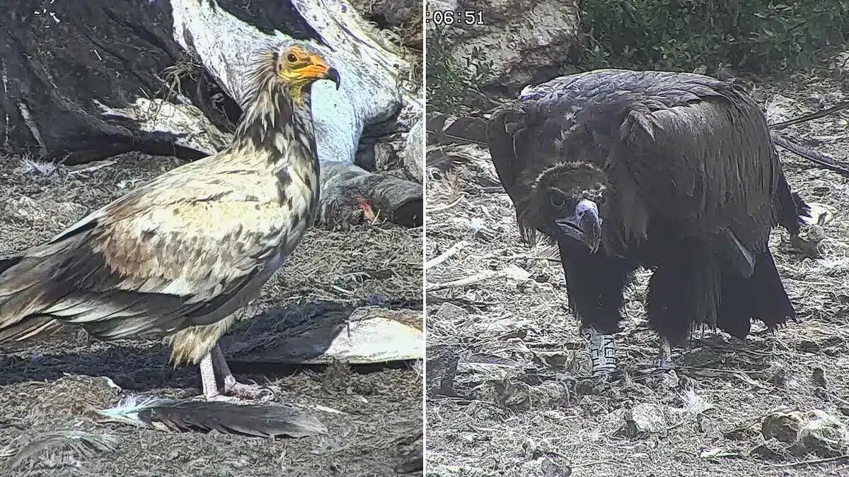 A Cornino la natura stupisce: altri due rarissimi avvistamenti alla Riserva naturale regionale - 