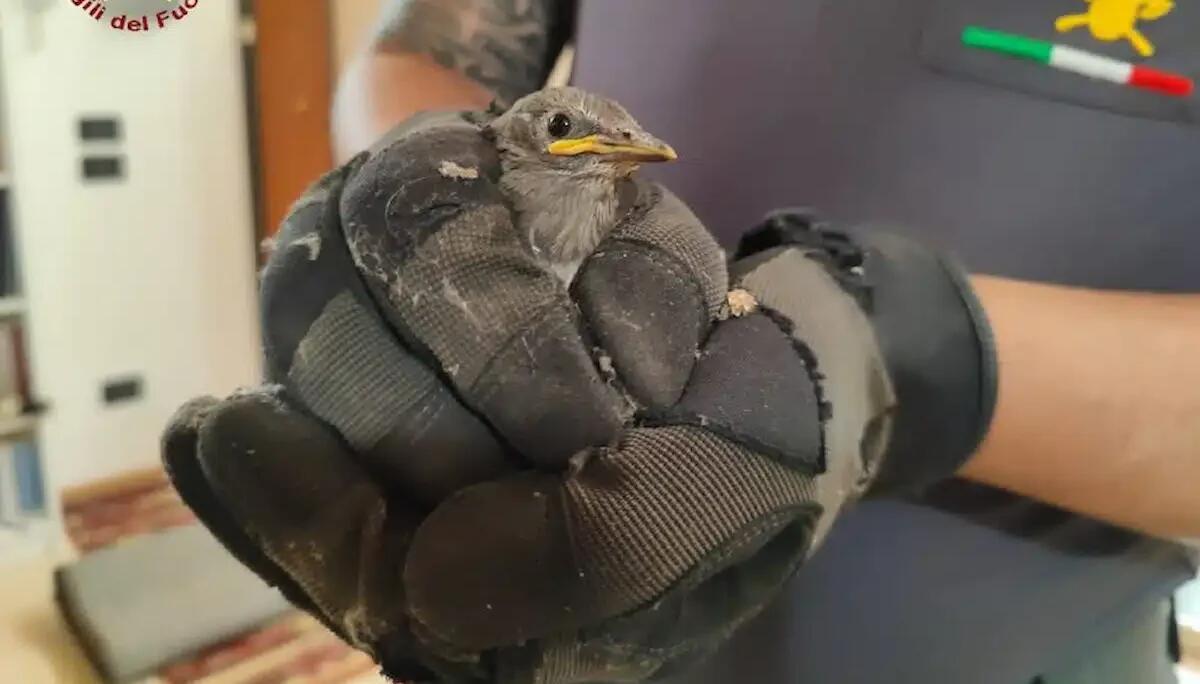 Entra in cucina per cercare cibo, ma rimane intrappolato in una fessura: spavento per un uccellino - 