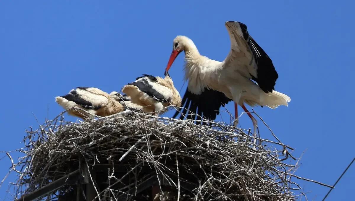 Cicogna in arrivo... per le cicogne: record di nascite nel bassanese, 9 nuovi pulcini nei nidi - 