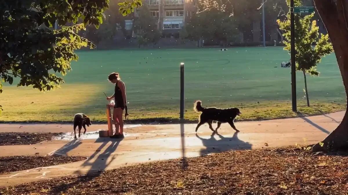 Si sente male, piange e non riesce a reggersi sulle zampe dopo l'uscita: cane ingerisce hashish al parco - 