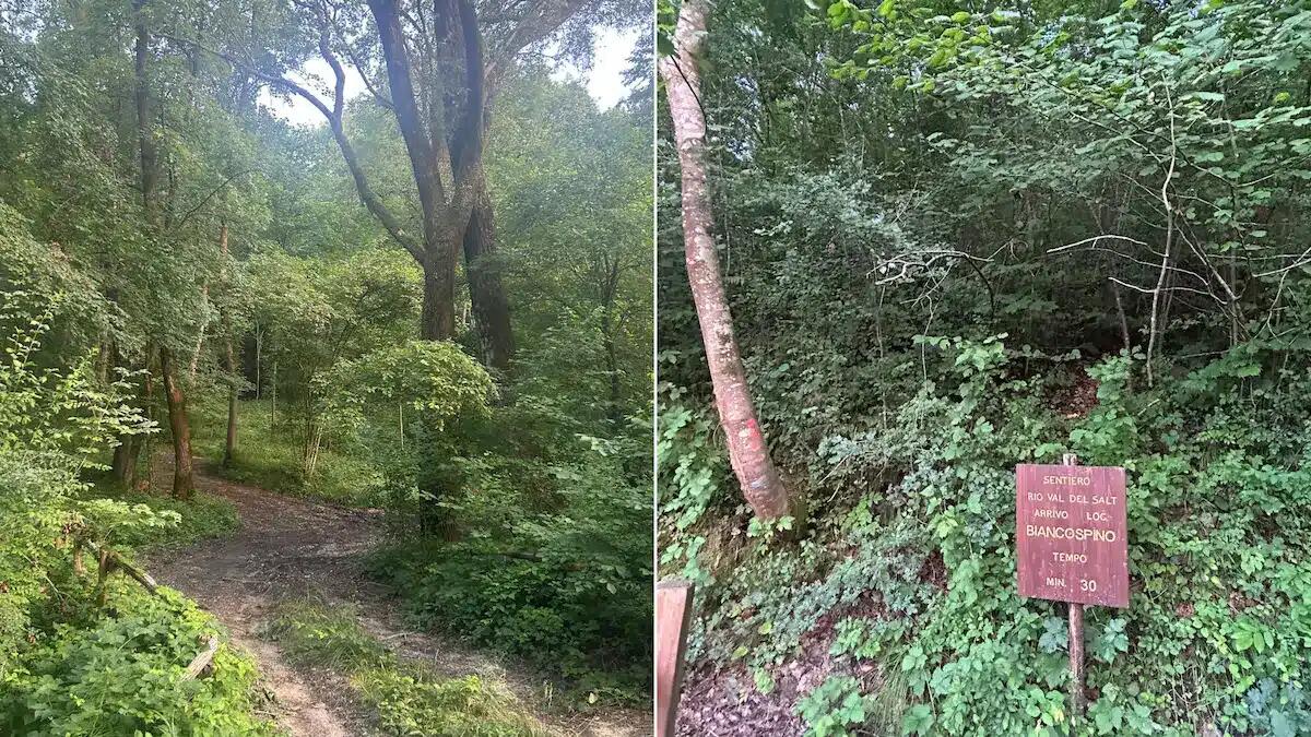 Querce, insetti e bambini guida: questo bosco del Veneto diventa una scuola a cielo aperto - 