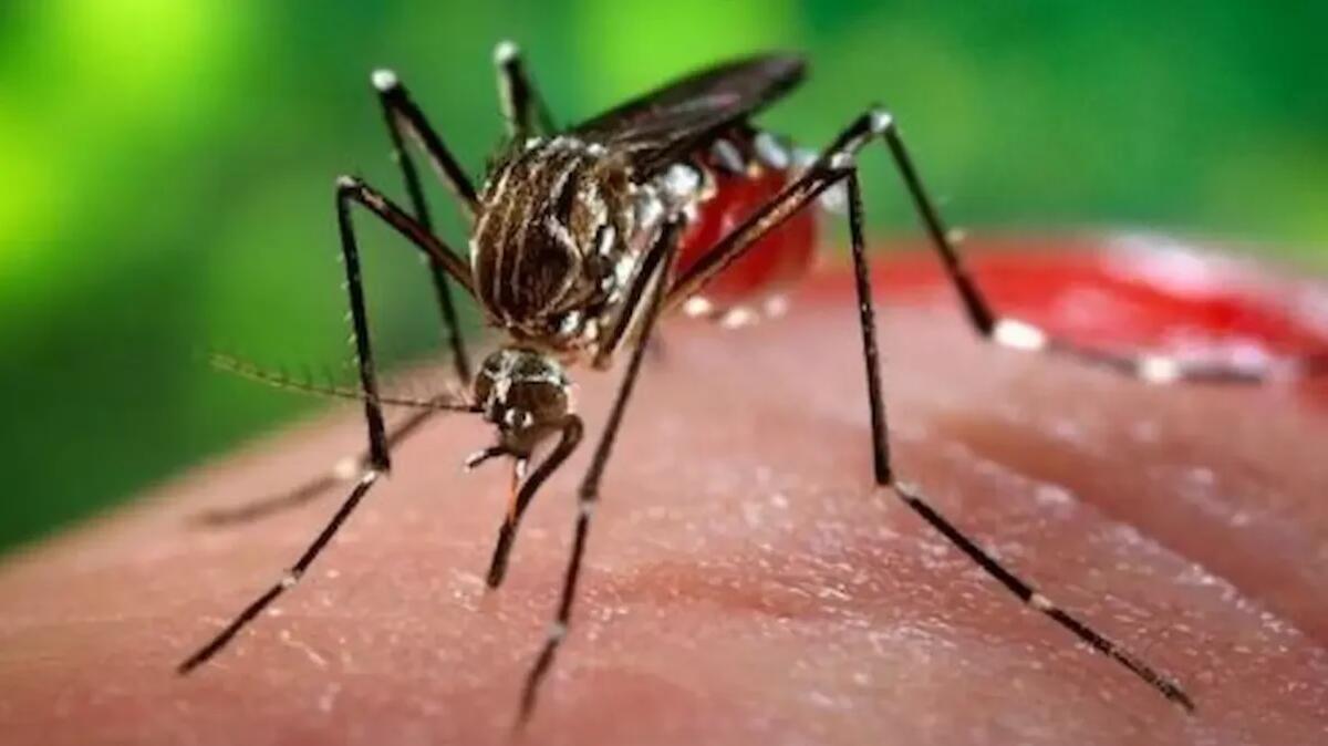 Virus West Nile, un caso autoctono a Istrana: scatta la disinfestazione straordinaria - 