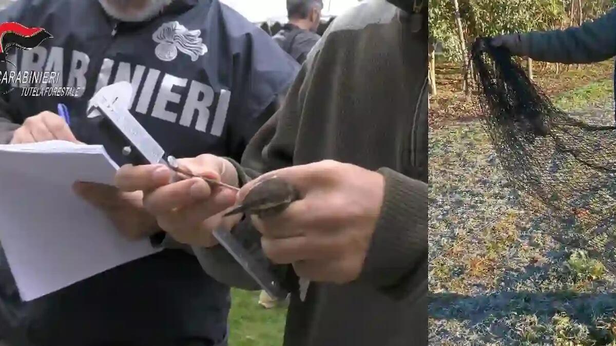 Operazione ‘verso nord’: sequestrati 327 uccelli da richiamo, 9 persone denunciate per traffico illegale - 