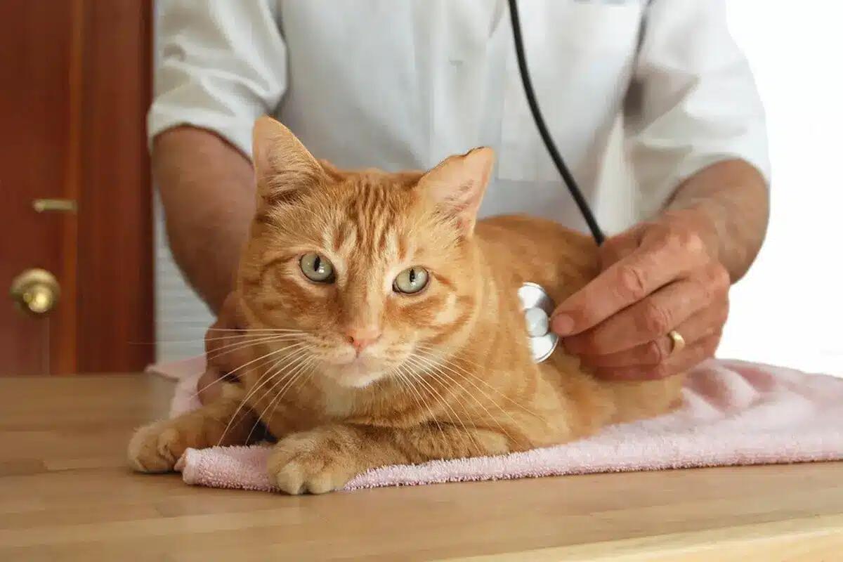 Assicurazione gatti: perché è fondamentale per la loro salute - 