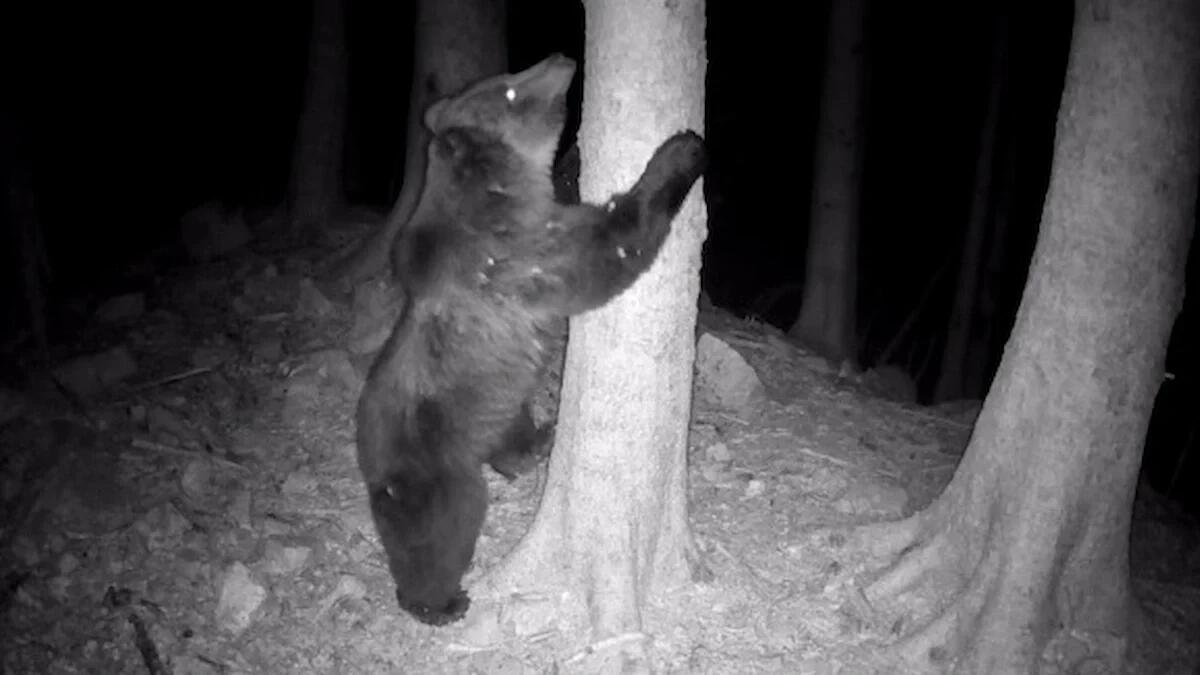 Orso bruno, l'Università di Udine guida lo studio europeo: ecco i risultati - 