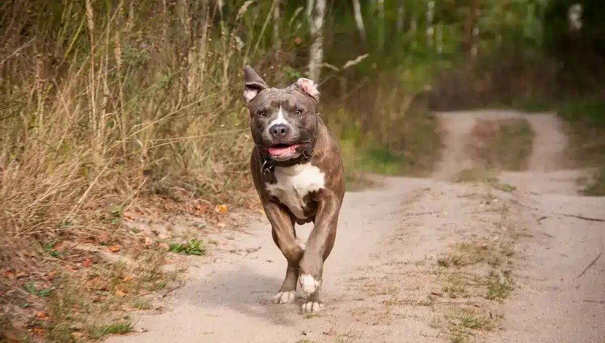 Pitbull fuggiti di casa azzannano labrador al guinzaglio e il suo padrone: passante li salva -
