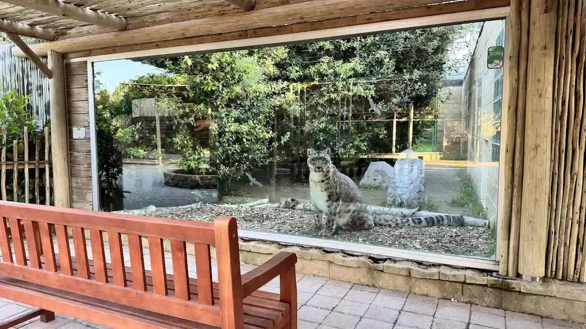 Passeggiate al tramonto e tanti animali: l'estate 2025 al Parco Zoo Punta Verde di Lignano - 