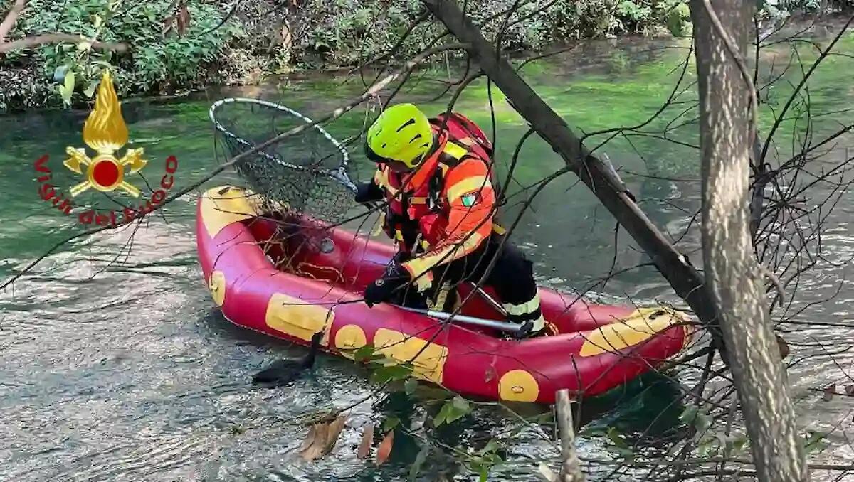 Anatra intrappolata sul Sile, impigliata in una lenza: salvata dai Vigili del fuoco - 