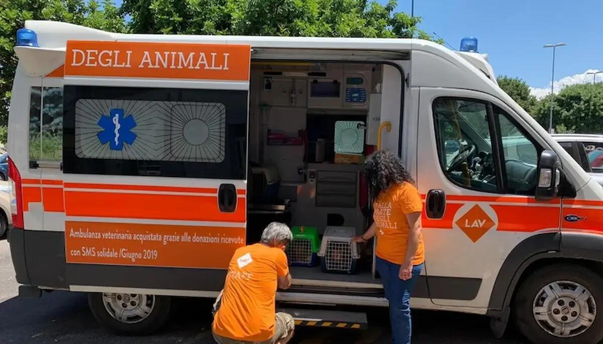 Verona: nel 2026 si attiva il primo servizio di ambulanza per animali domestici - 