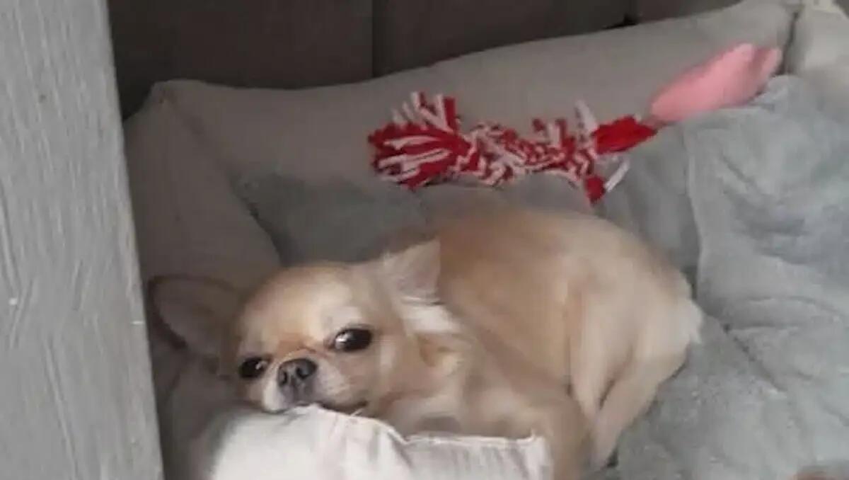 La cagnolina Nika uccisa con un calcio in pieno centro mentre passeggiava con i suoi proprietari - 