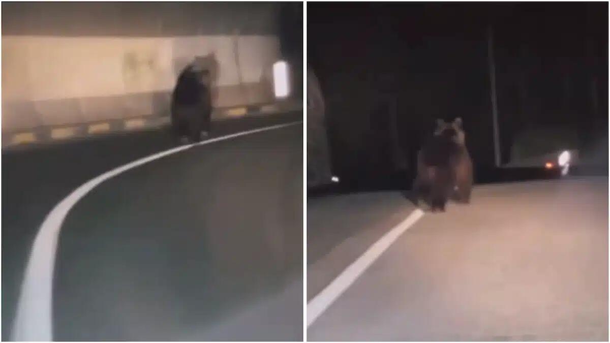 Entra in galleria, ma non è solo: faccia a faccia con l'orso che corre davanti all'auto. Il video virale. -