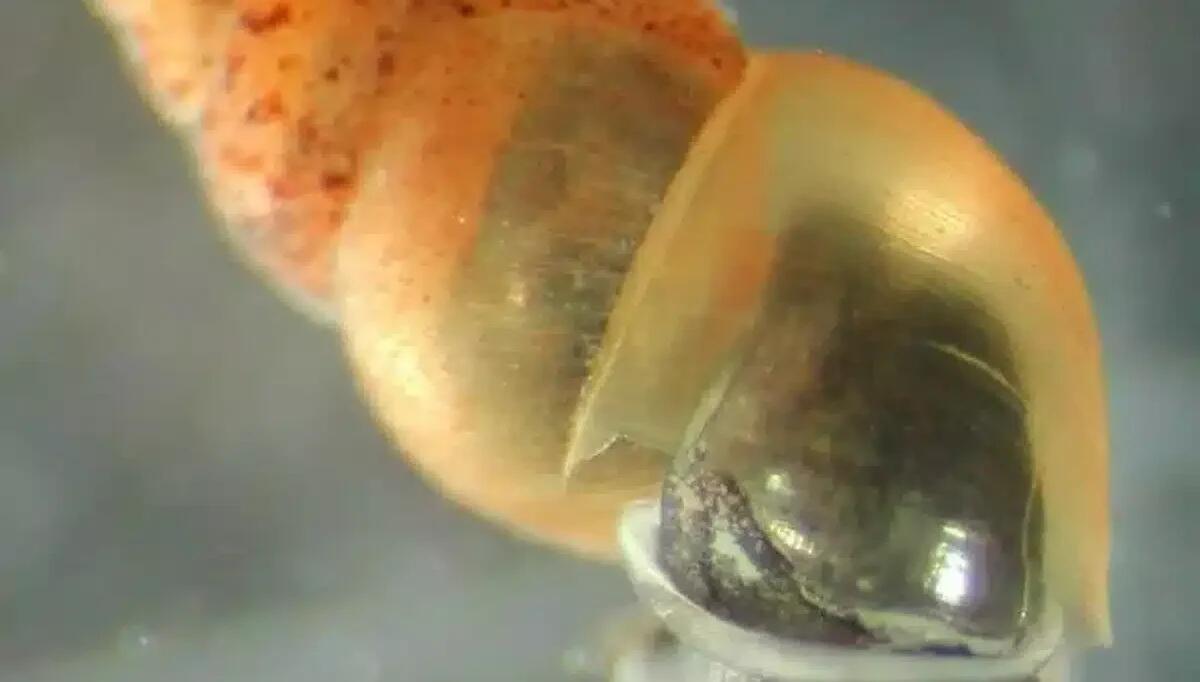 Rilevata Potamopyrgus antipodarum nel sottosuolo triestino: cos'è e perché è rischiosa per l'ecosistema - 