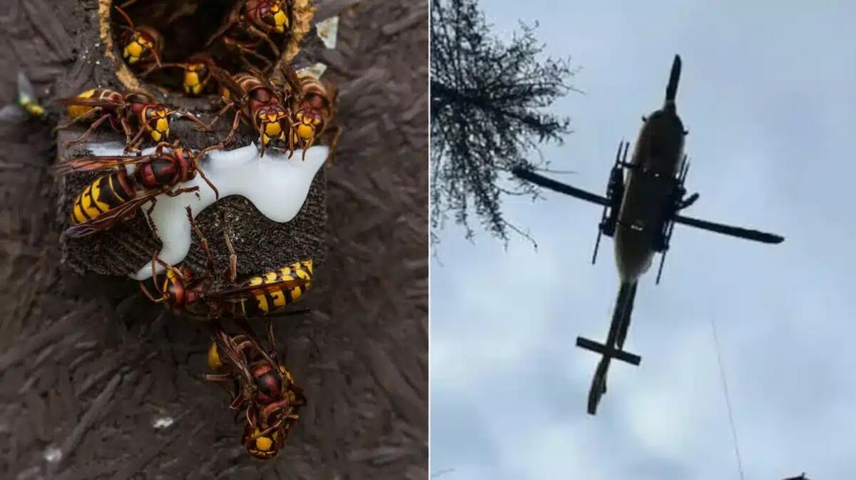 Finisce nel mirino dei calabroni: cacciatore 37enne all'ospedale con l'elicottero - 