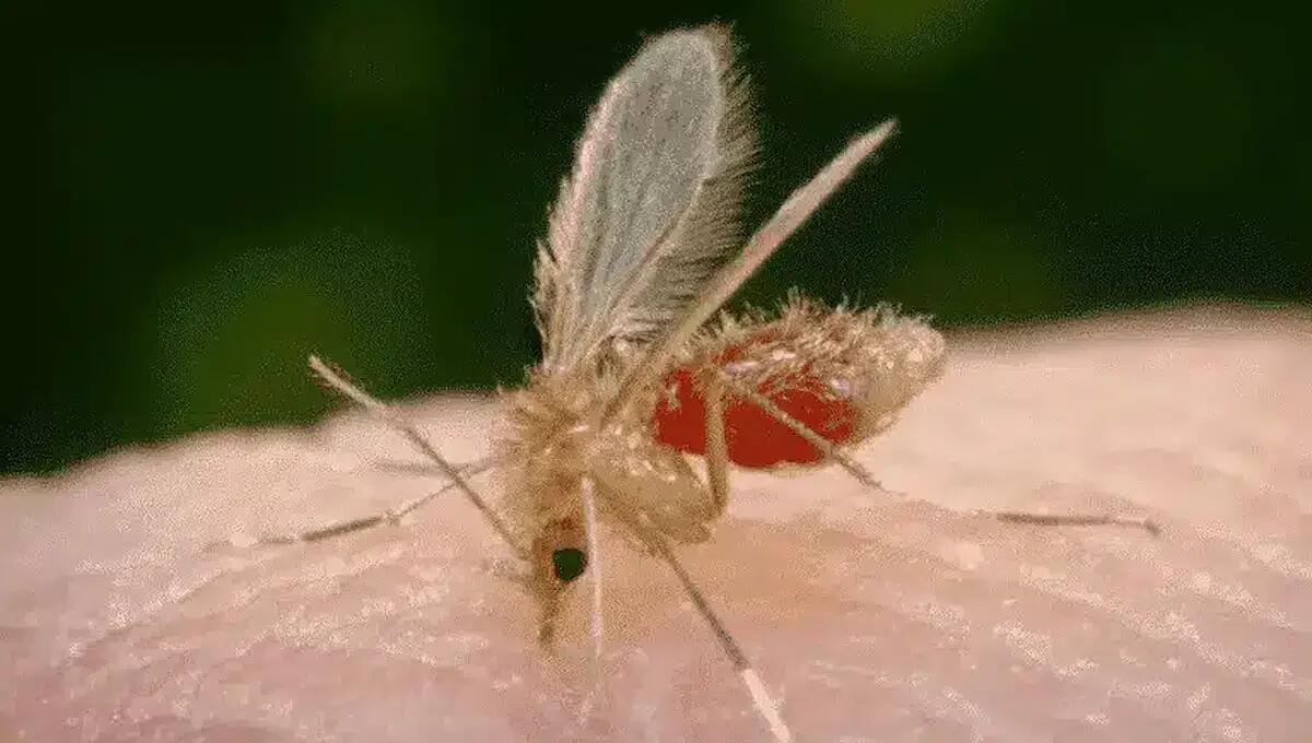 Padova, secondo caso di Toscana virus in meno di un mese: 79enne ricoverato, è grave - 