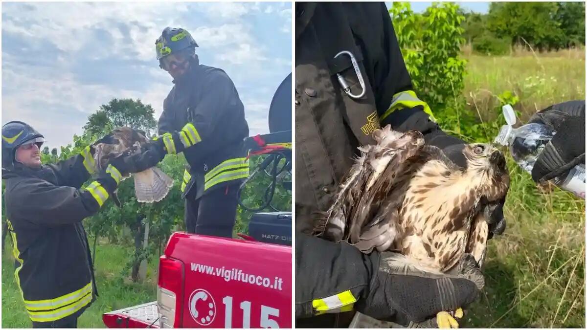Poiana impigliata con un'ala in alcuni cavi sospesi, bloccata su un palo: liberata dai Vigili del fuoco -