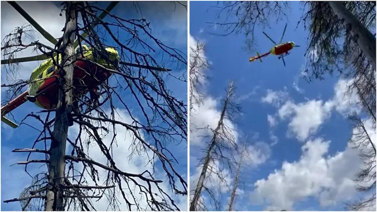 Paura in alta quota: boscaiolo travolto da un albero durante le operazioni di taglio - 
