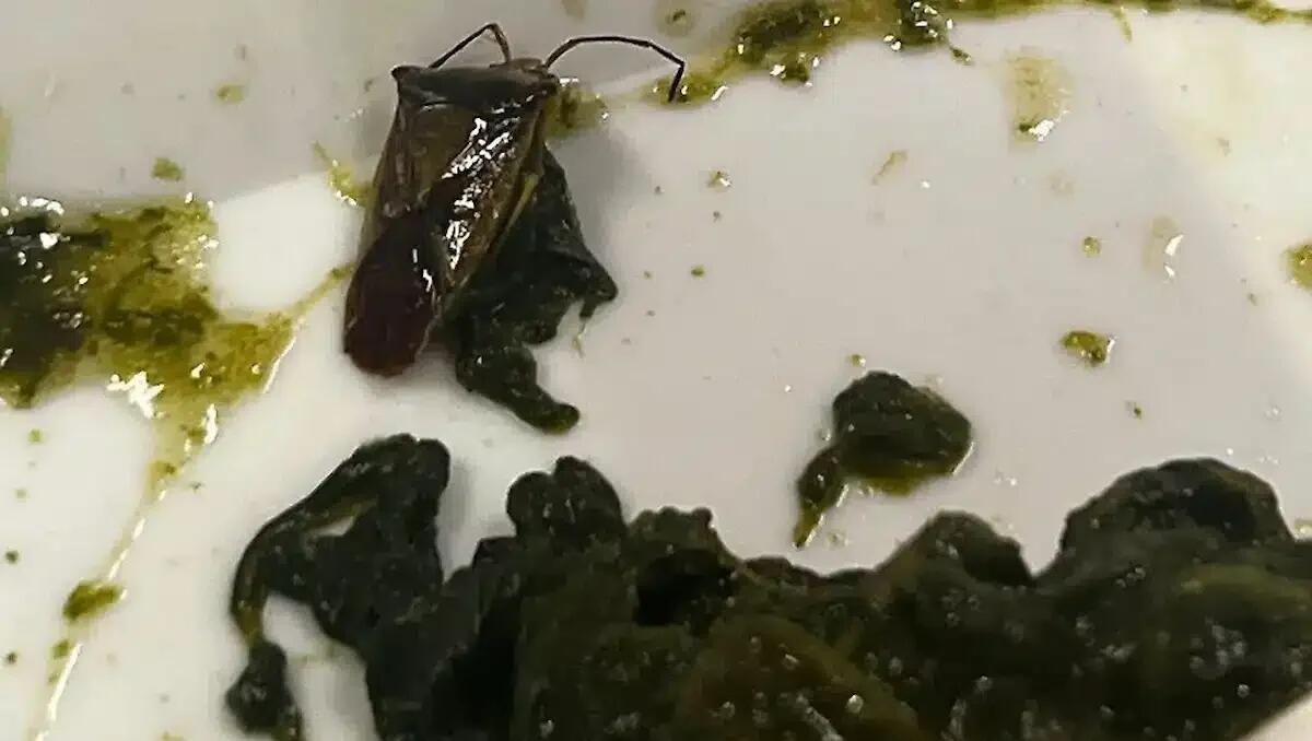 Cimice di terra nel piatto all'ospedale di Borgo Trento, scoppia la polemica - 