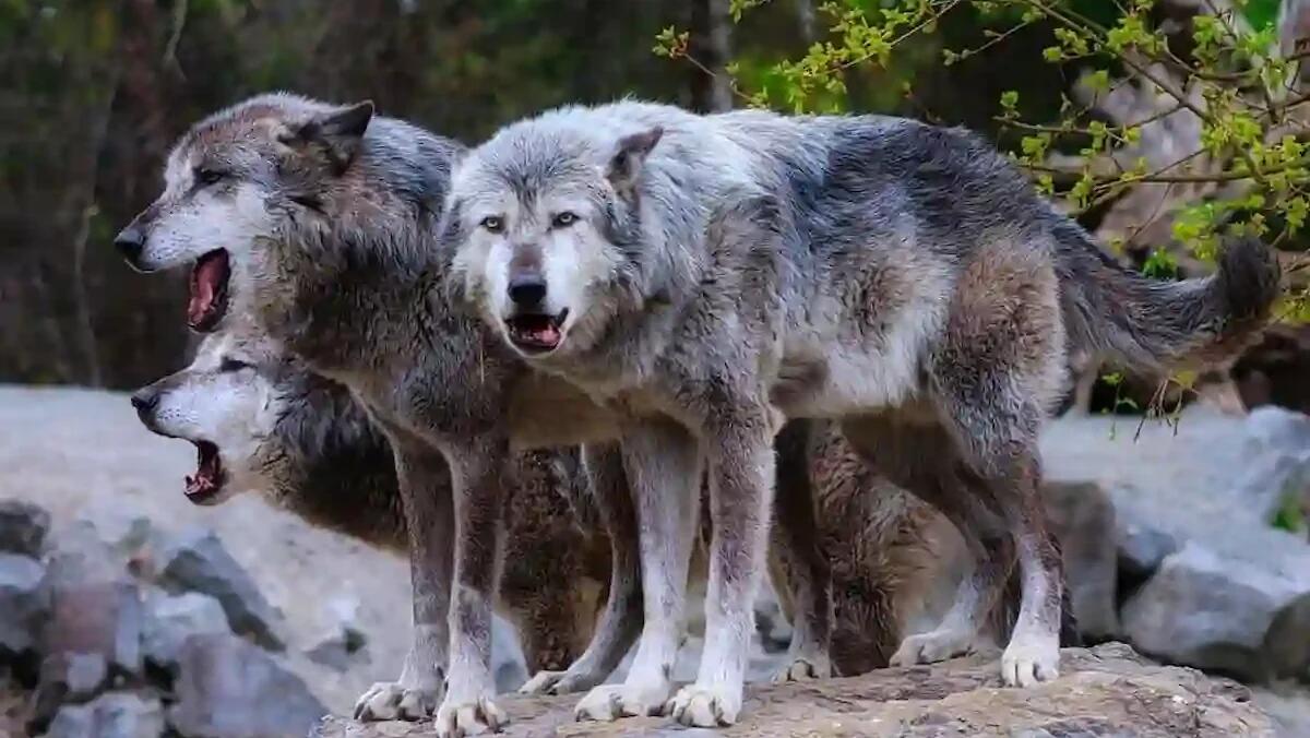 Attacchi di lupi in Trentino, i sindaci valuteranno una consultazione popolare: appuntamento il 17 luglio - 