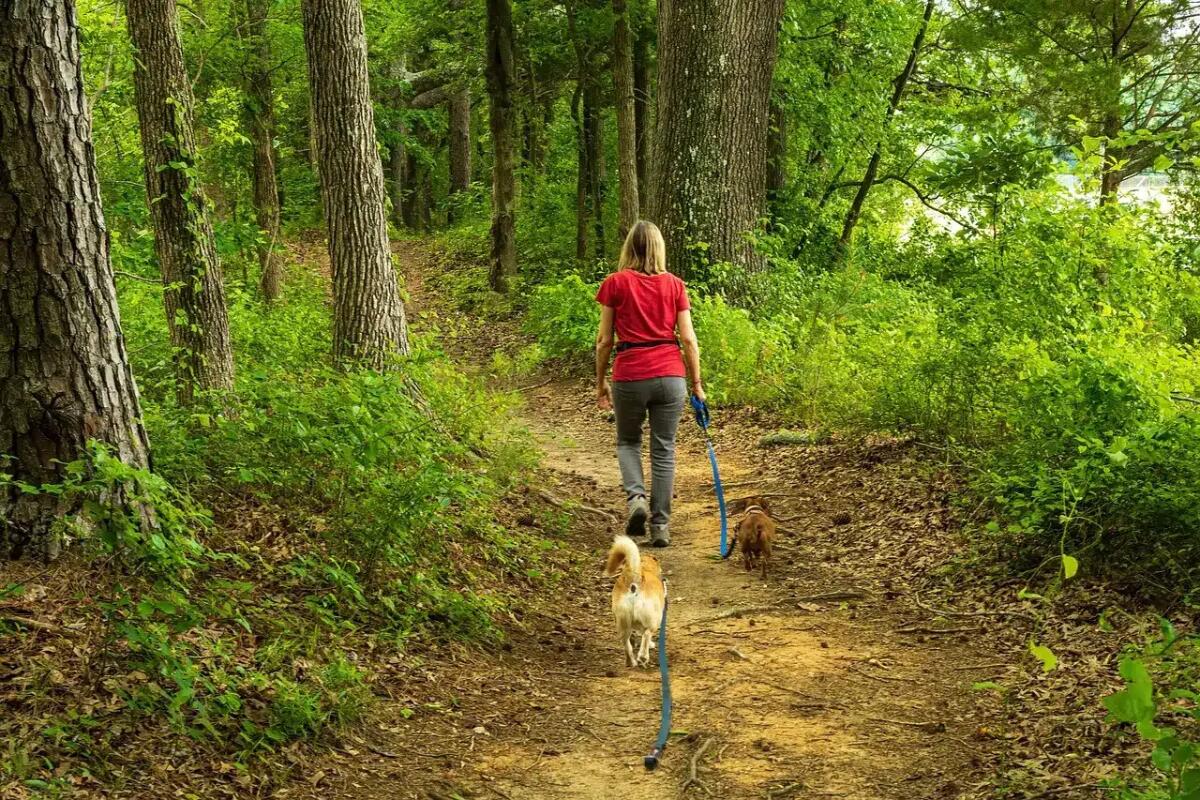 Passeggiate d’estate: 5 luoghi freschi dove rigenerarti tra boschi e laghi del Nordest -