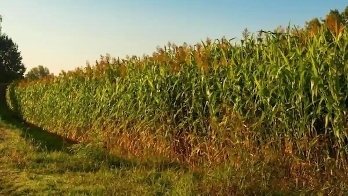 Bracciante ritrovato senza vita in un campo di mais, era scomparso da due settimane - 