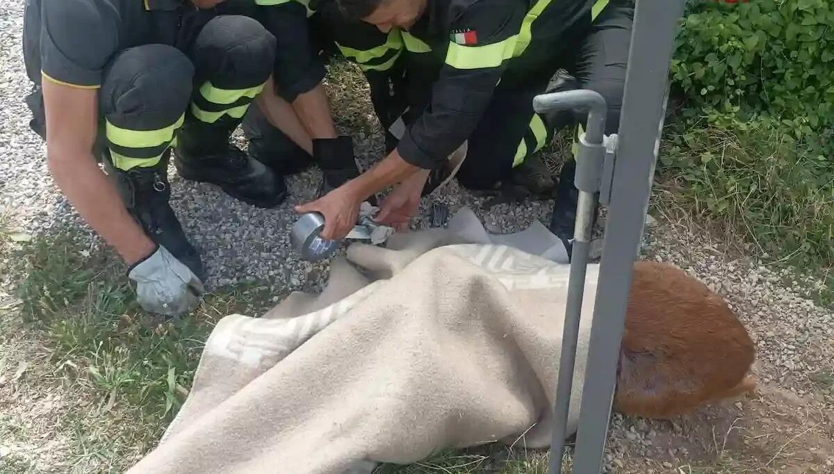 Rimane intrappolato tra le sbarre di un cancello: i pompieri intervengono per liberare un daino - 