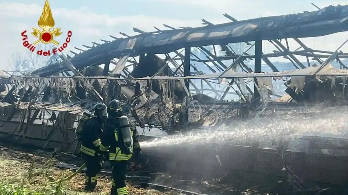 Incendio in un capannone, migliaia di tacchini morti: crollano tetto e pareti. Le foto del rogo devastante. - 