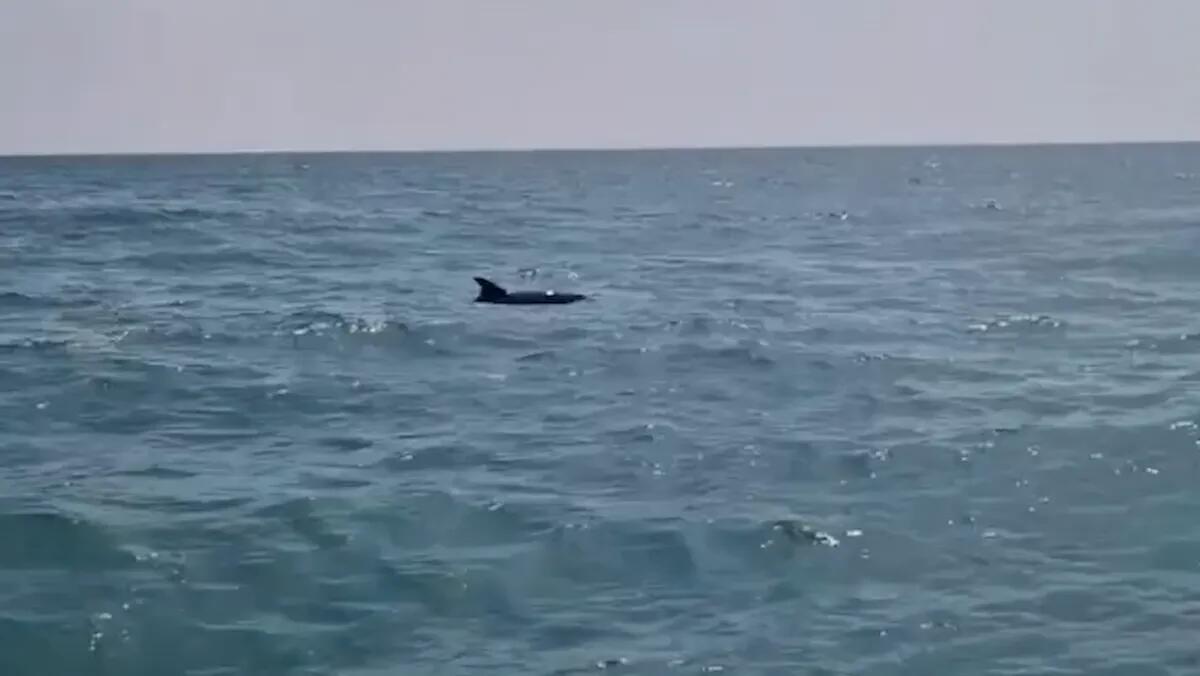 Delfini vicino alla riva a Jesolo: il mare regala un altro spettacolo | VIDEO - 