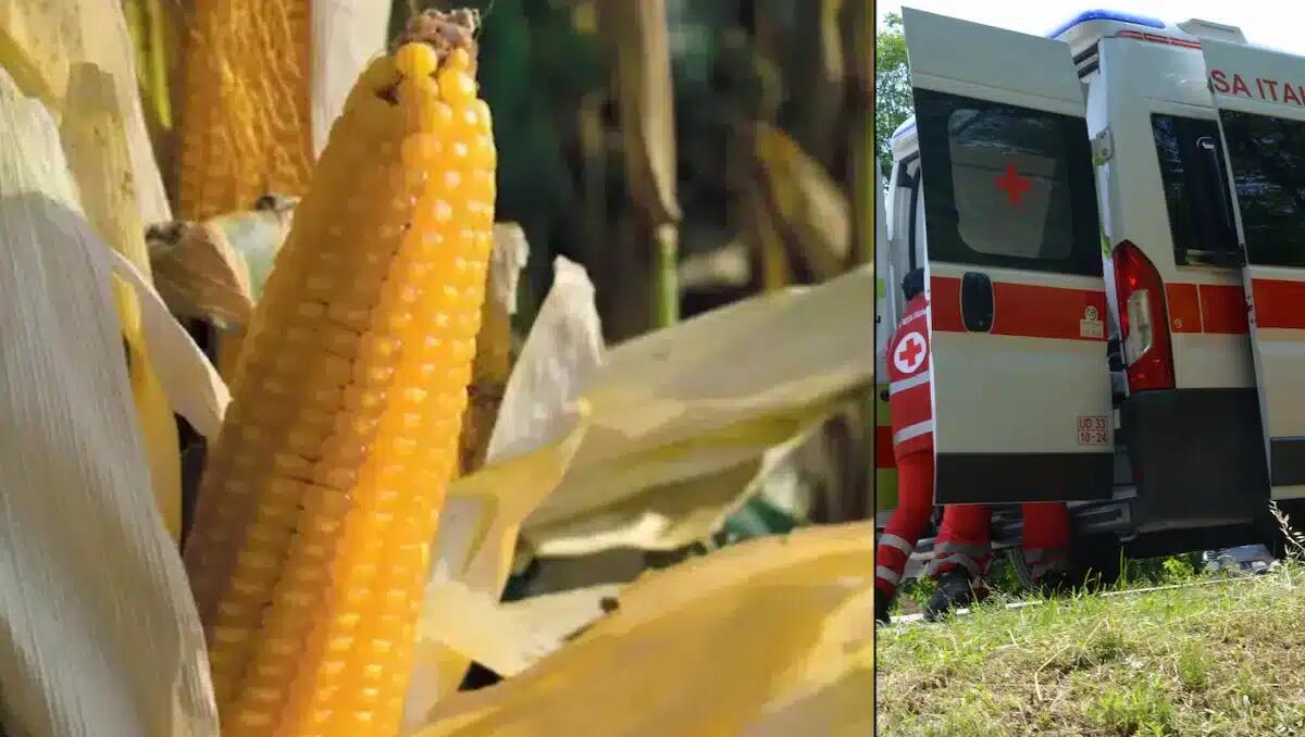 Era irreperibile da 2 settimane: bracciante agricolo 43enne trovato senza vita in un campo di mais - 