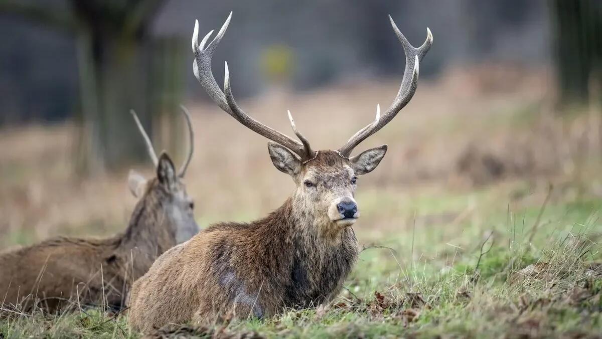 Cervo attraversa la strada e viene investito da un'auto: muore sul colpo, coppia finisce in ospedale - 