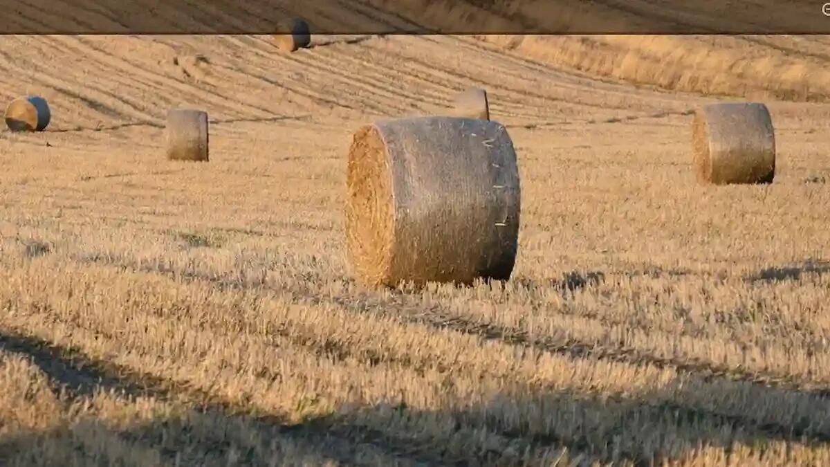 Tragedia nel Bellunese, 67enne schiacciato da una balla di fieno: inutili i soccorsi - 
