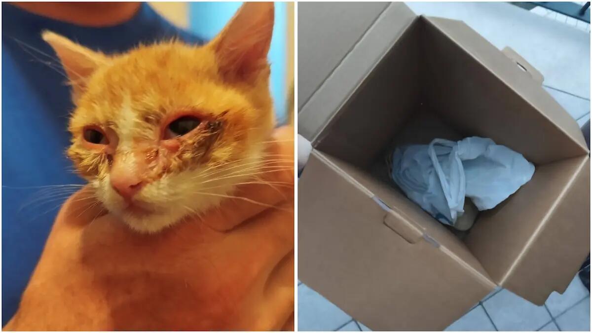 Gattino chiuso in un sacchetto di nylon, poi in una scatola e abbandonato sulla strada - 