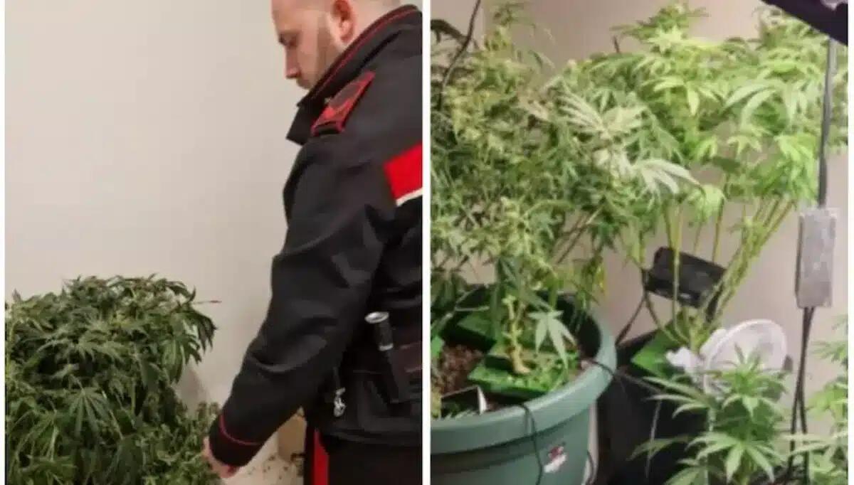 Minaccia la sorella col fucile e in casa gli trovano una serra per la marijuana: arrestato 42enne - 