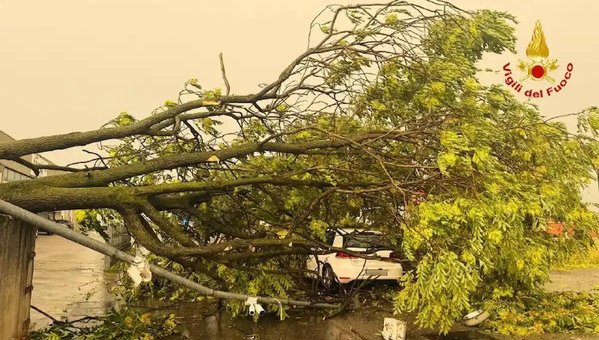 Maltempo a Schio: albero crolla sulla carreggiata e centra un'auto in transito - 
