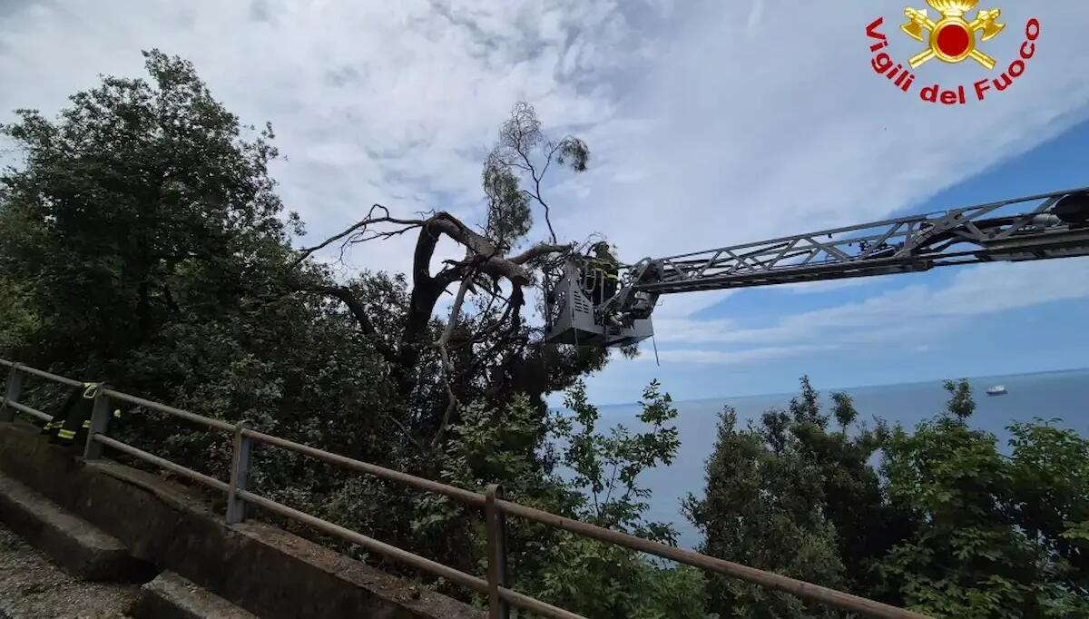 Maltempo in FVG: 60 interventi dei pompieri in 24 ore. Strada Costiera chiusa per albero spezzato -