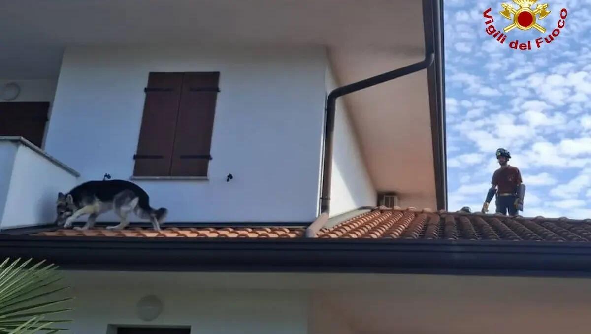 Esce da una finestra e rimane bloccato sul tetto: salvato un cane a Budoia -
