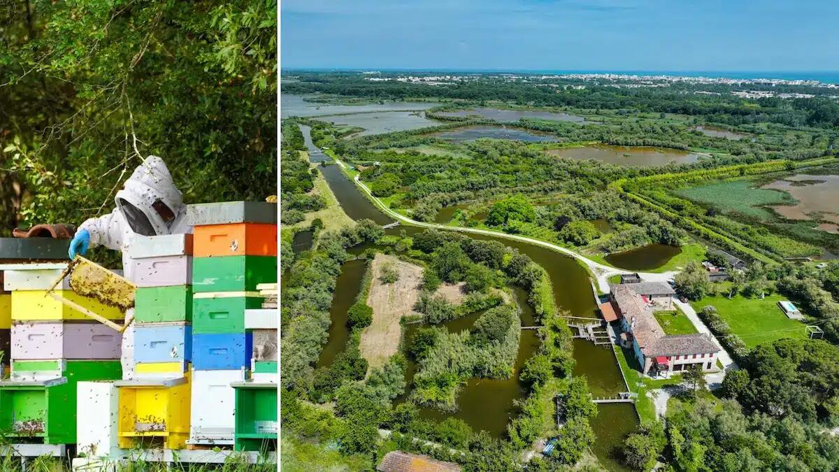 Val Grande, l’oasi delle api a Bibione: «tornano fiori scomparsi da oltre vent’anni» - 
