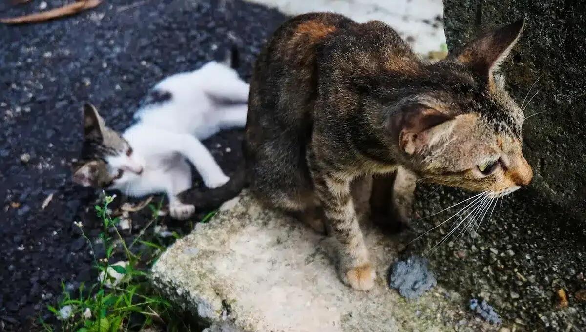 Randagismo felino fuori controllo in Fvg: ecco le soluzioni proposte alla Regione - 