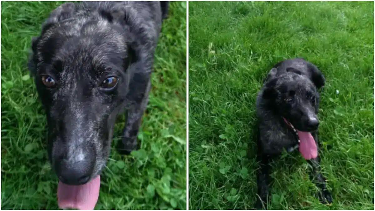 Cane morto in un sacco, i proprietari: "Falsità. I vicini lo hanno preso e fatto sopprimere senza dirci nulla" -