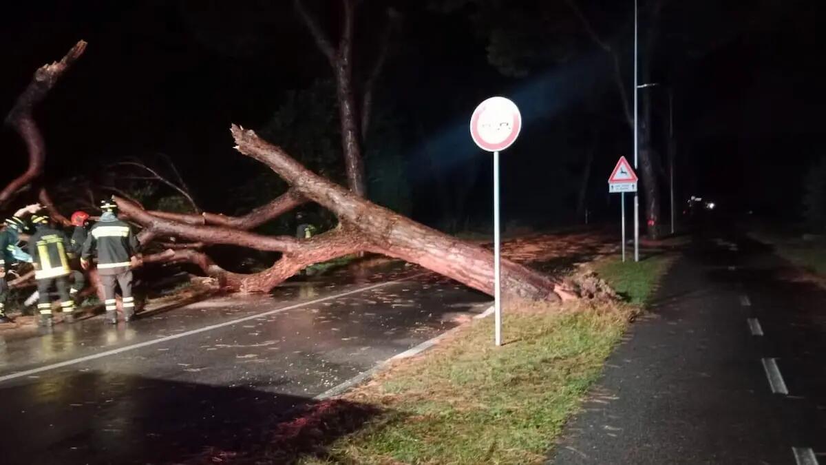 Forte temporale nella notte a Cavallino-Treporti, il vento abbatte 14 alberi: SP42 chiusa fino all'alba -