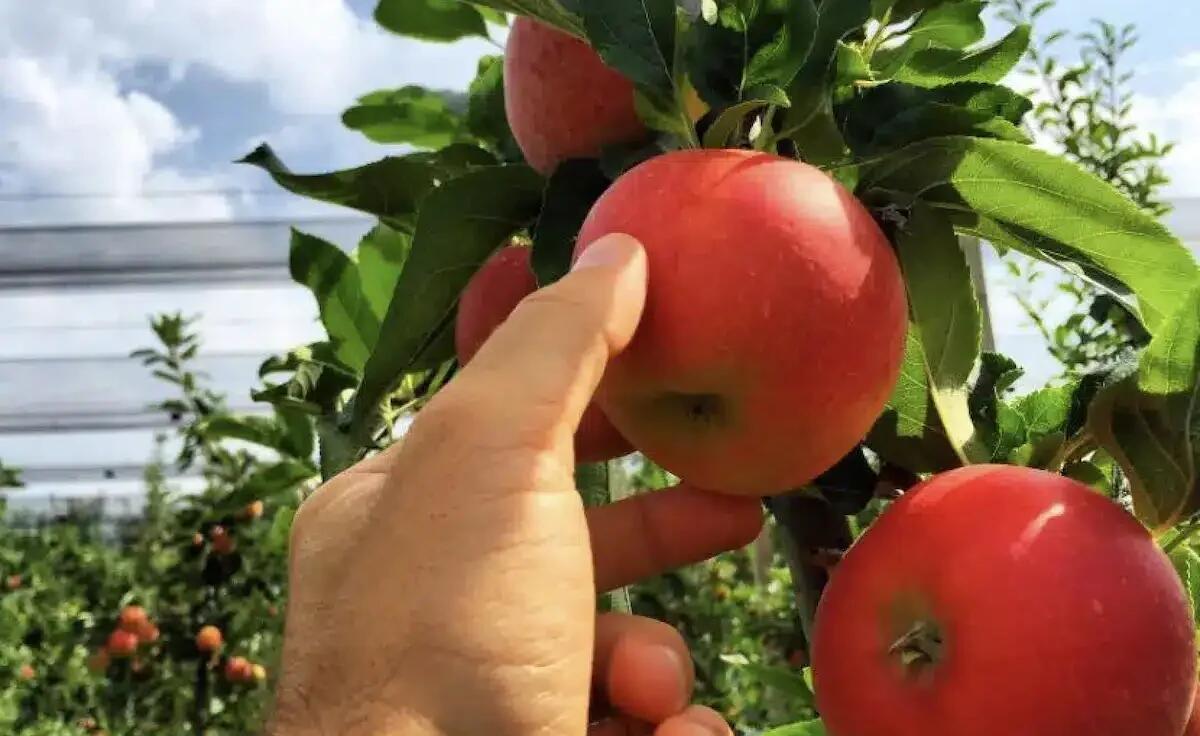 FruttaFriuli chiude la raccolta della Gala: qualità alta, quantità sotto le attese - 