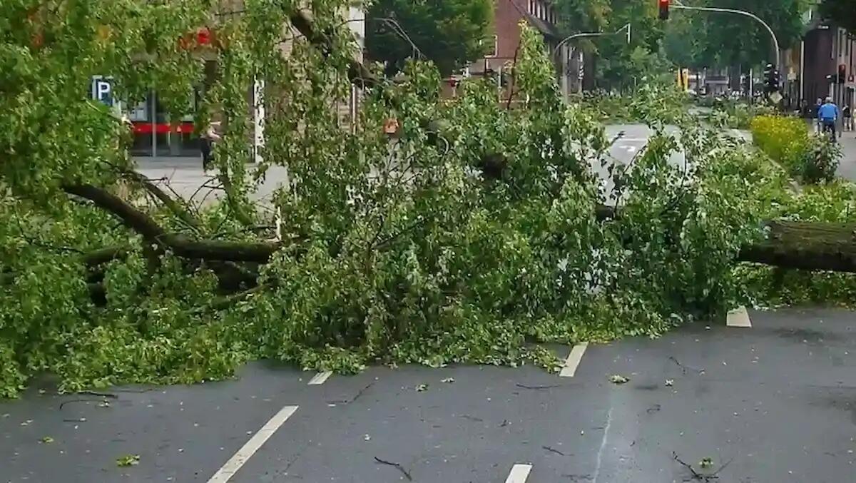 Cavallino-Treporti, ancora interventi dopo il maltempo: oltre 50 alberi danneggiati - 