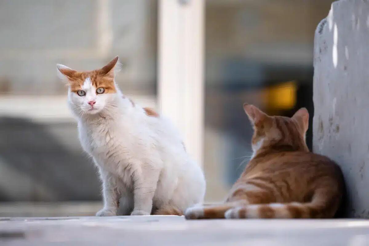 A Fiume Veneto alimenti gratuiti alle colonie feline per il sostentamento dei gatti liberi - 