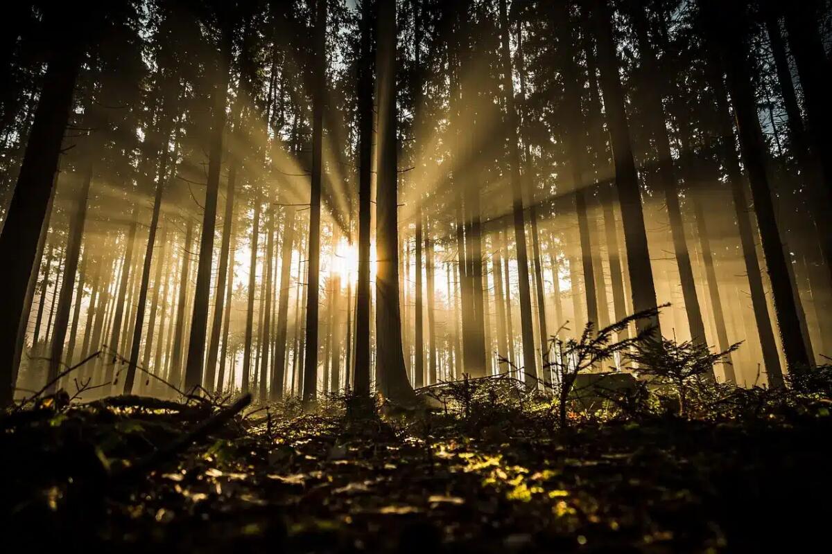 Nasce il bosco urbano più grande della Marca Trevigiana. La novità -