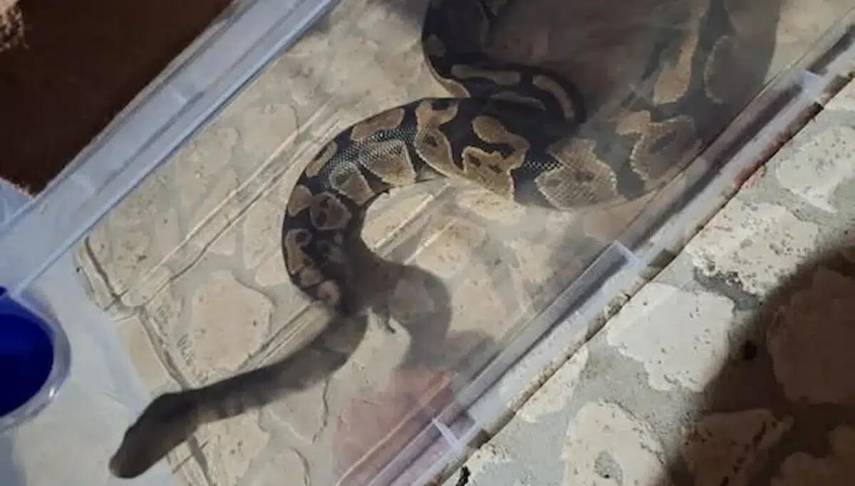 Strisciava tranquillo nel giardino di una casa: pitone reale a Santa Giustina in Colle - 