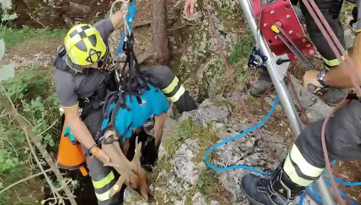 Precipita per 15 metri in una grotta: capra imbragata e riportata in superficie (VIDEO) - 