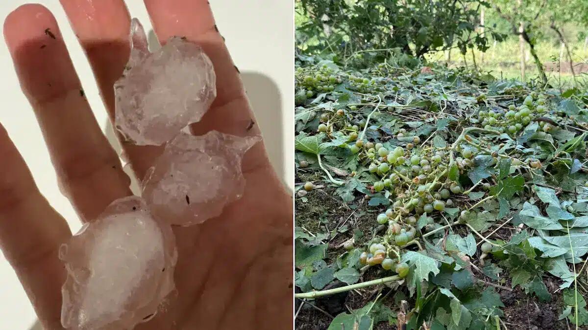 Vigneti devastati dalla grandine: 800mila euro di danni tra Montebello e Gambellara -